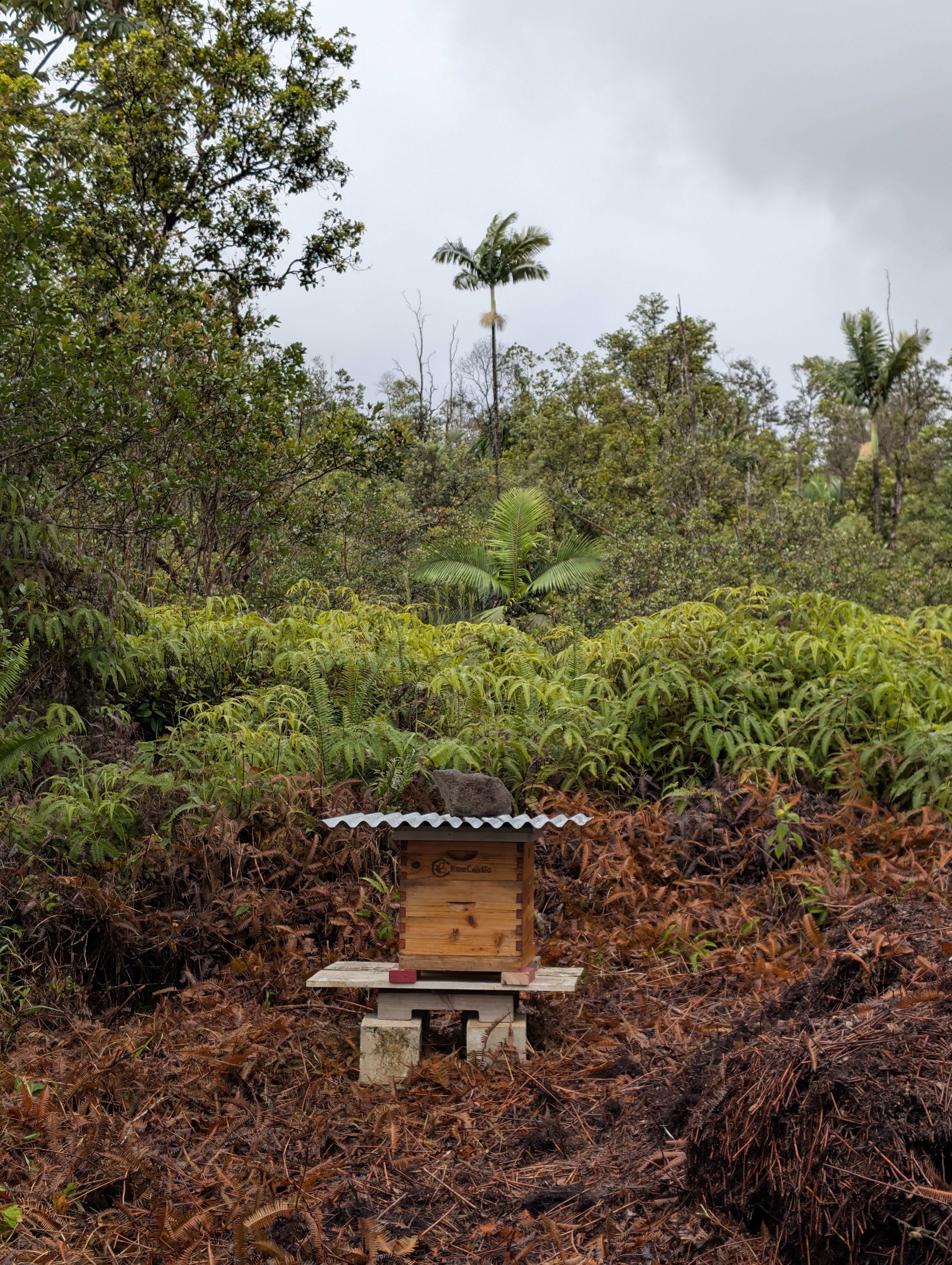 Beehive on cinder among uluhe and hapu'u