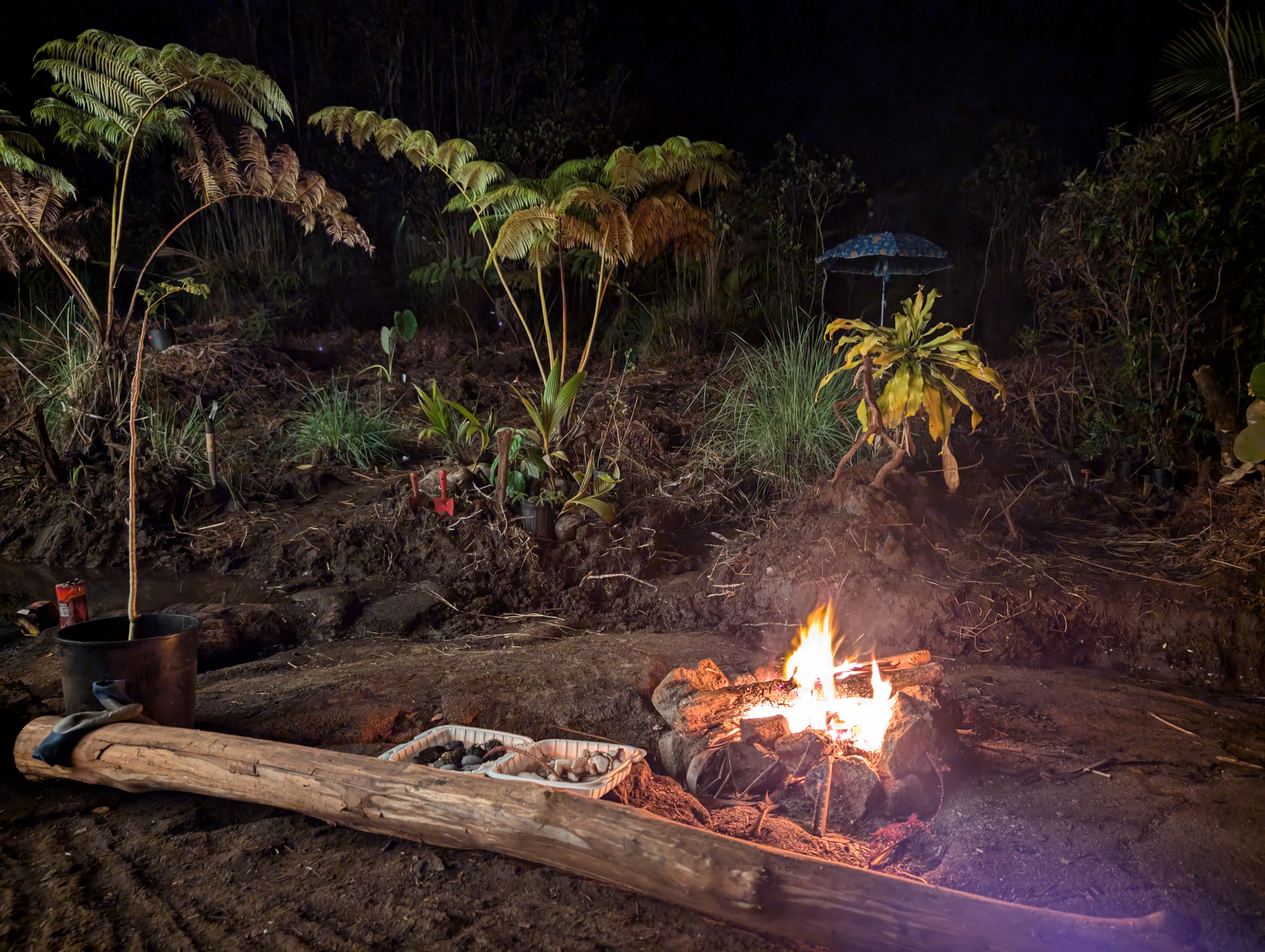 Campfire on the land at night, tree ferns behind