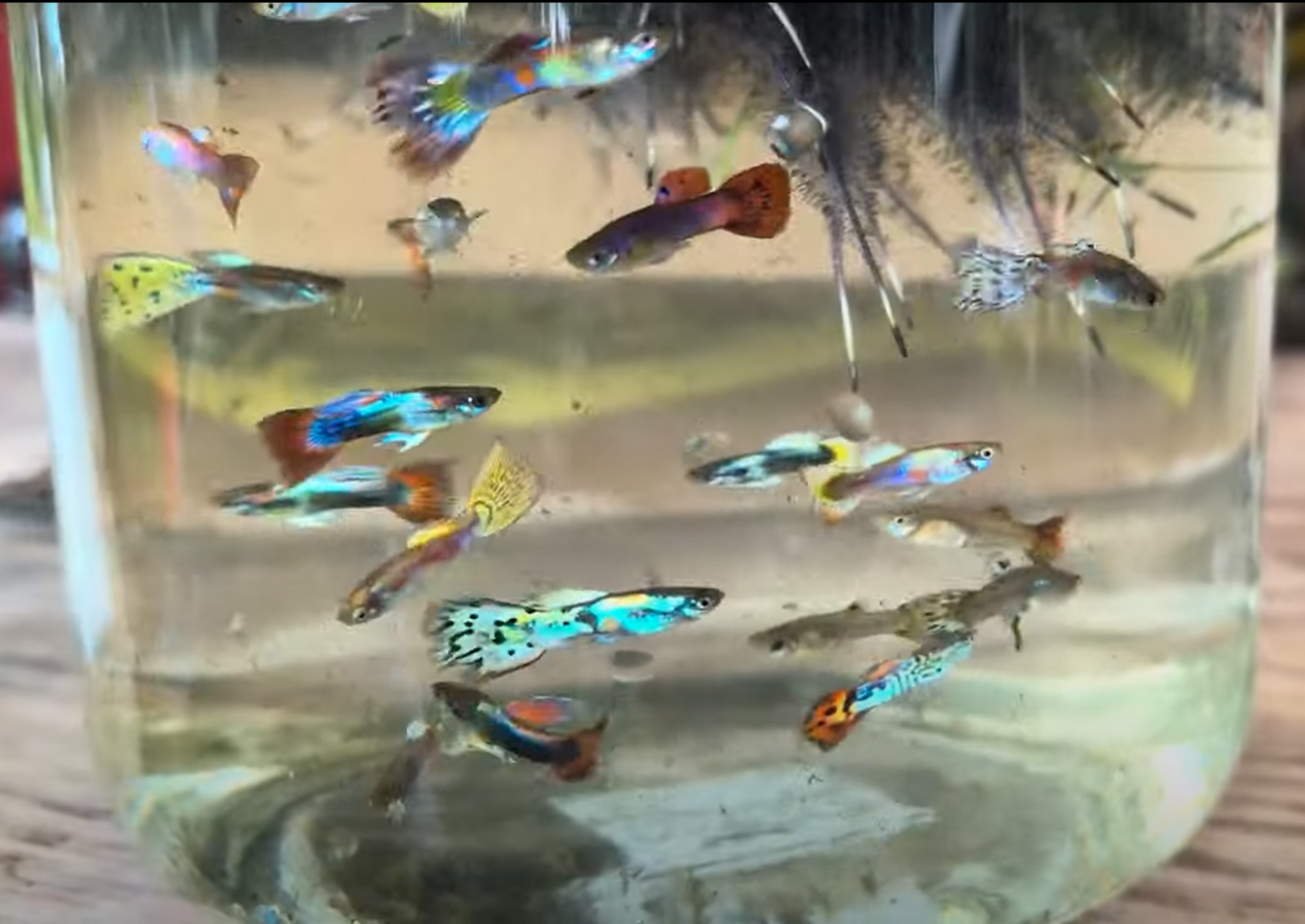 Guppies