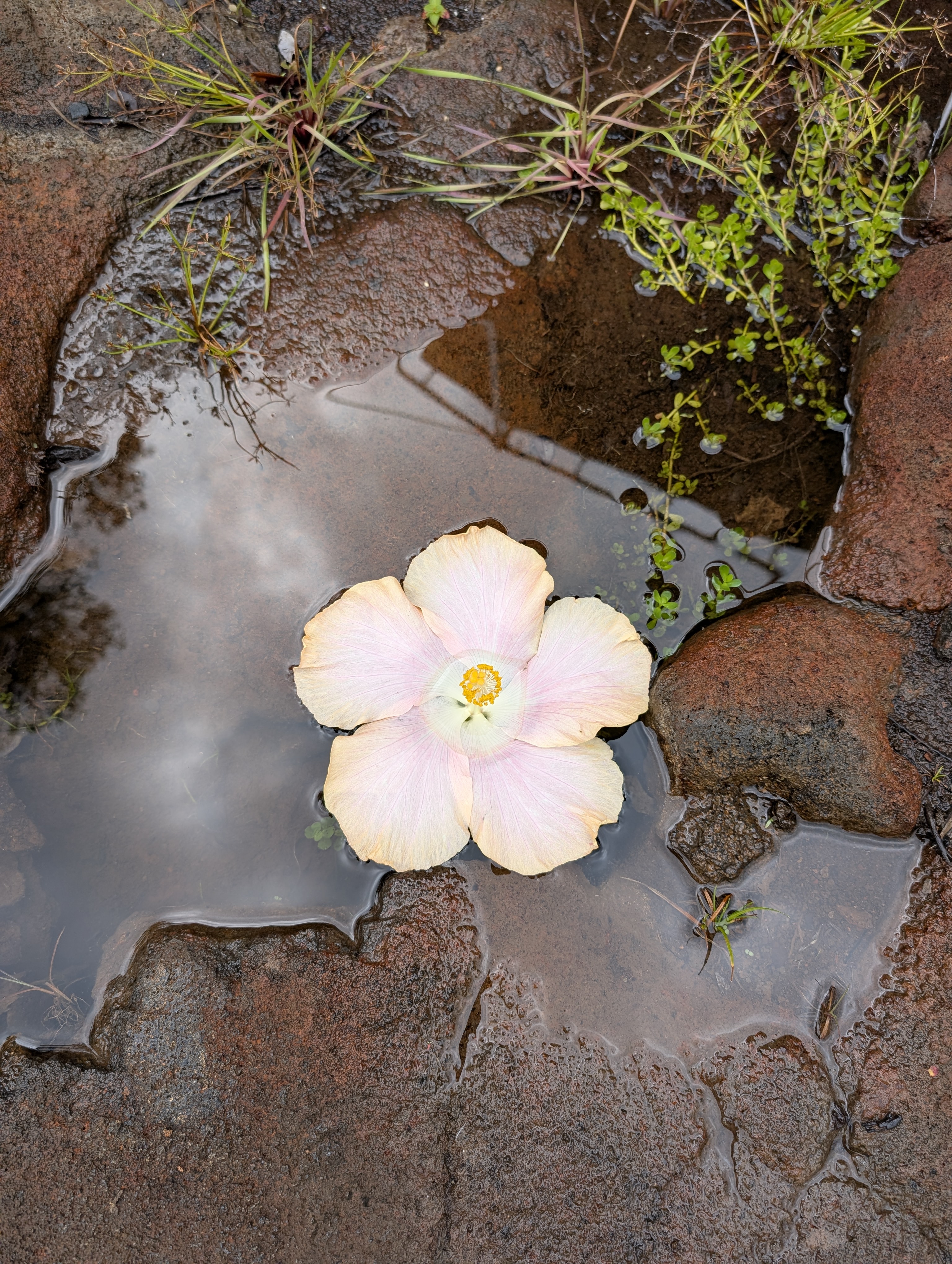 Hibiscus in a rock pool