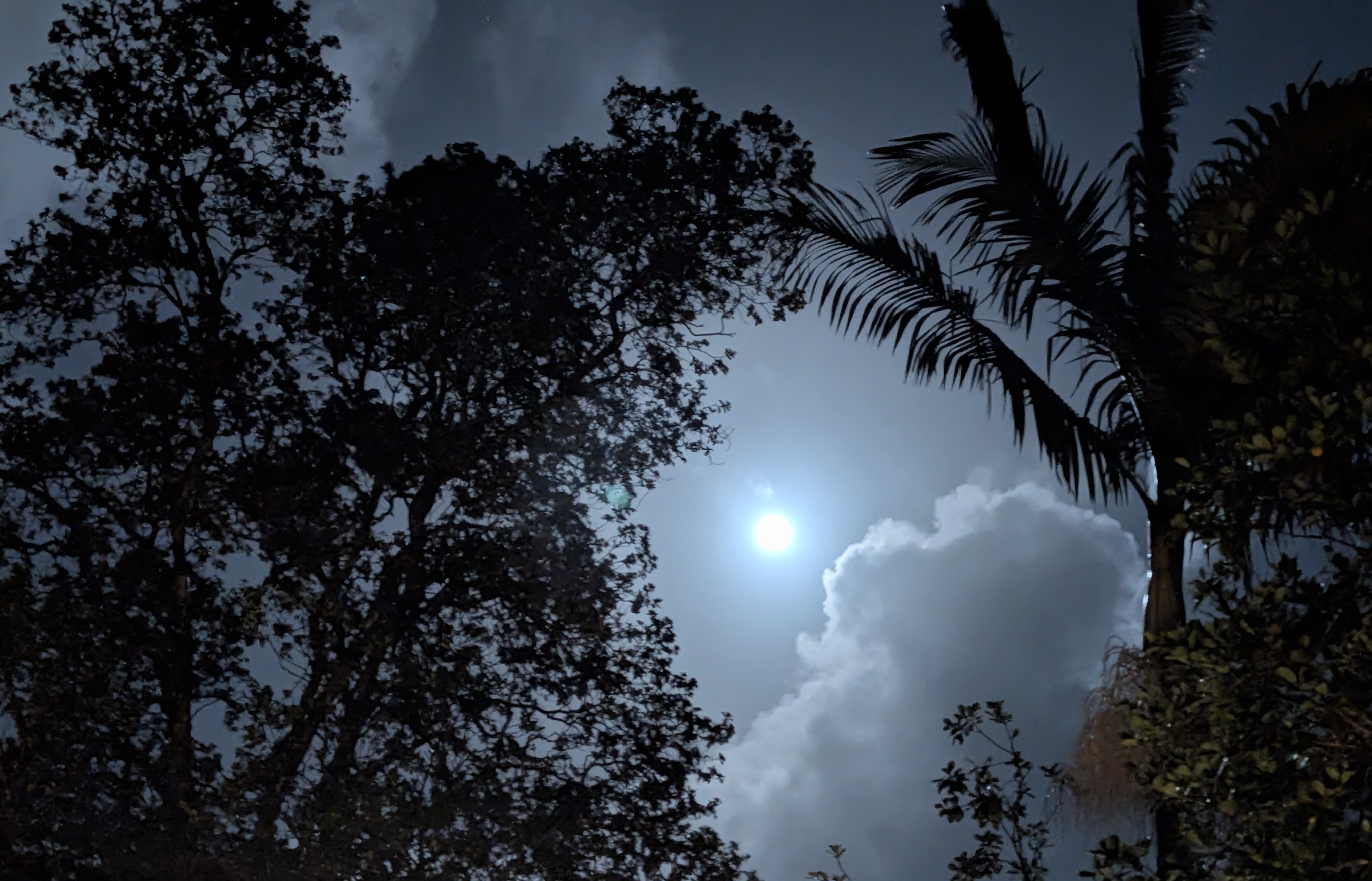 Moon and palm