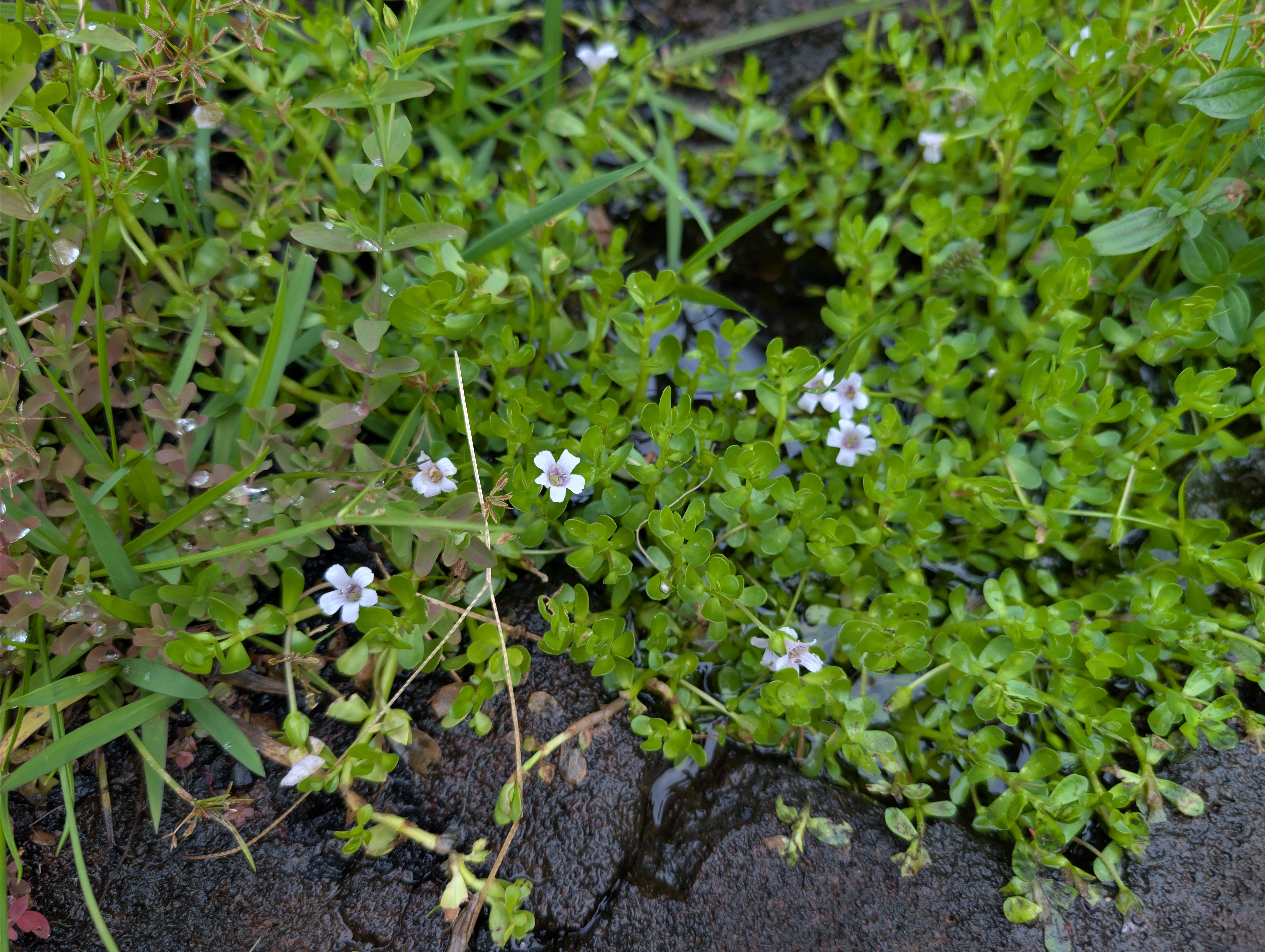 Small flowers at the water