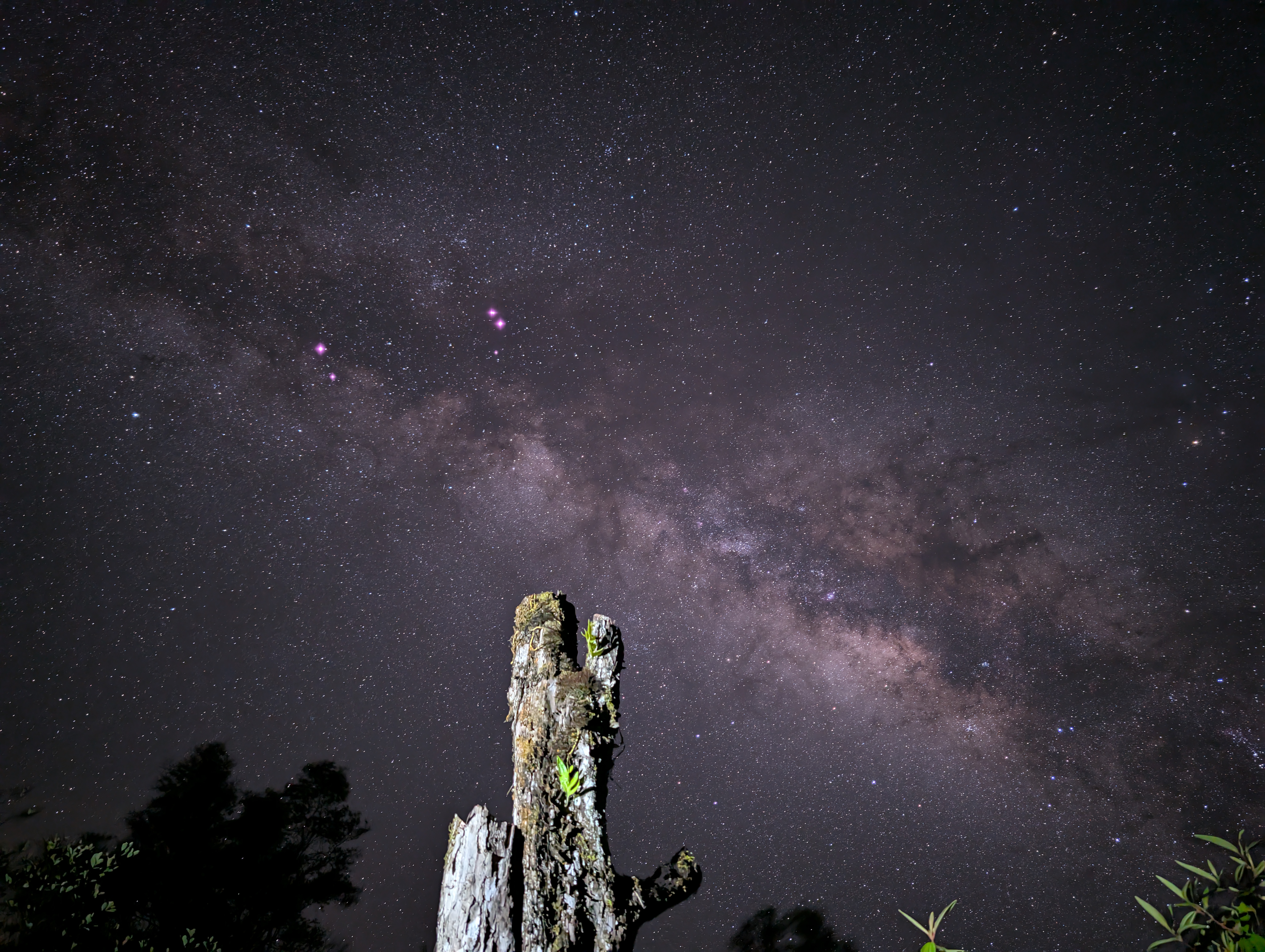 Milky Way over a snag