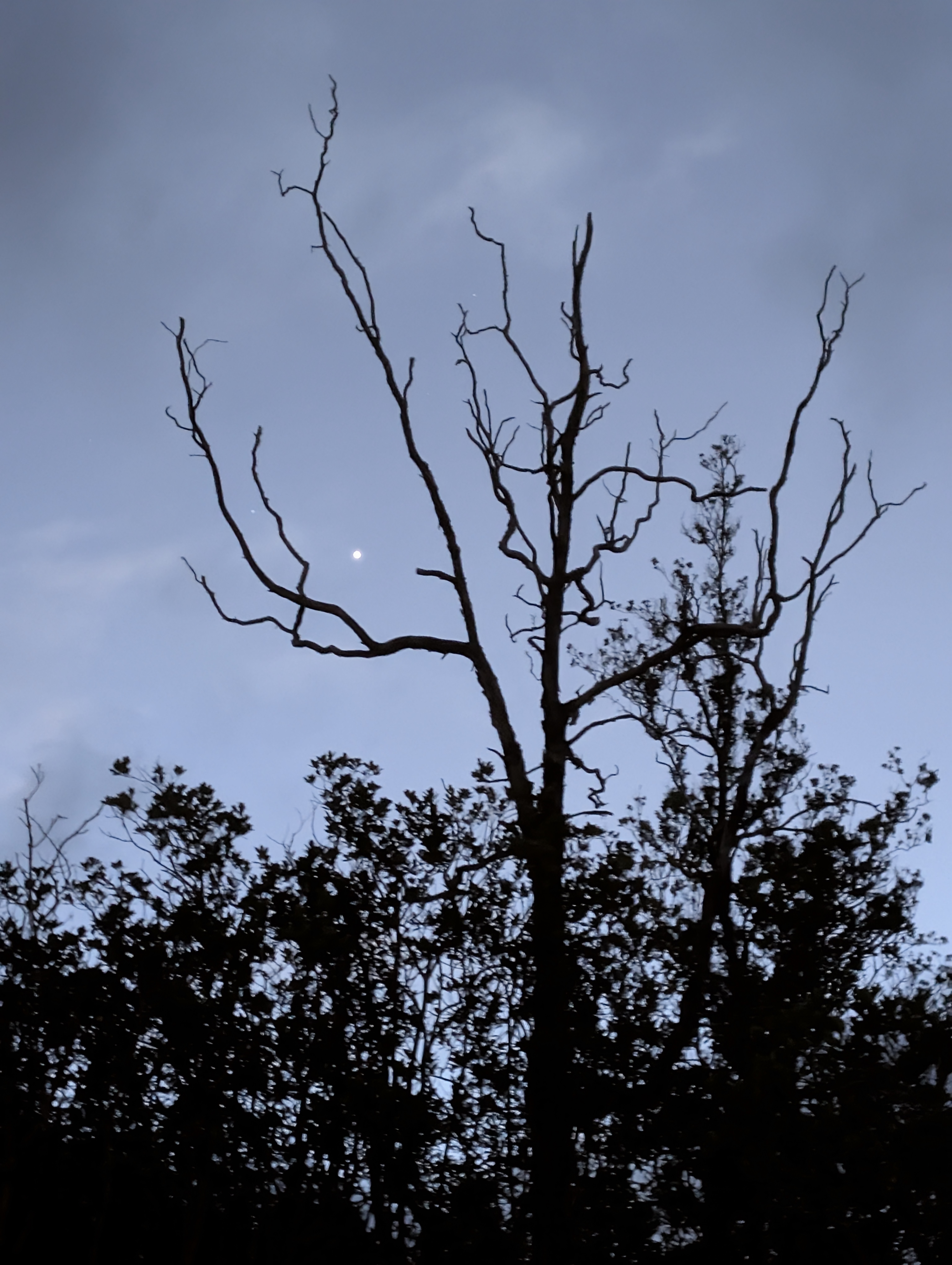 Bare tree silhouette at dusk