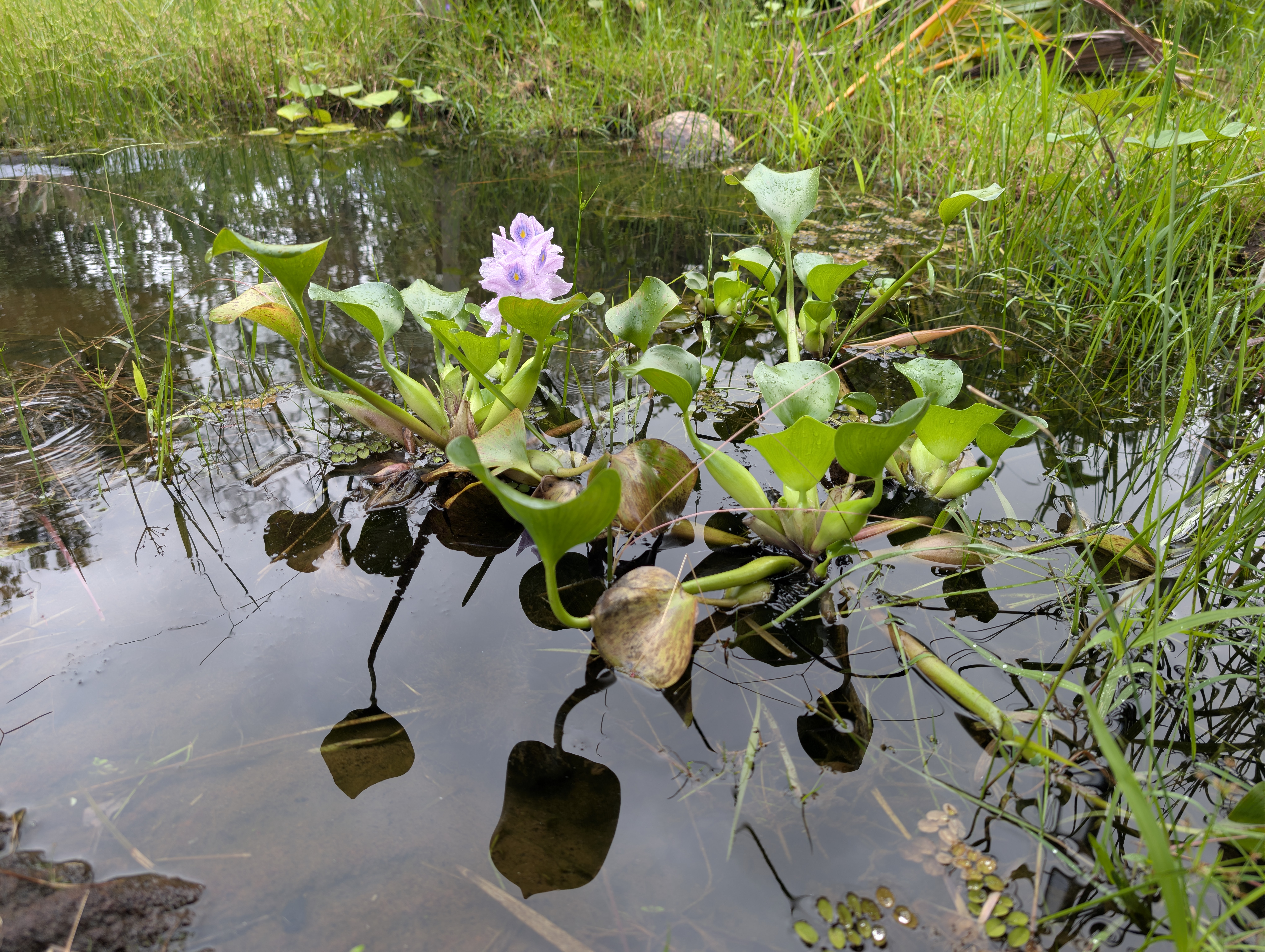 Water hyacinth on still pond water